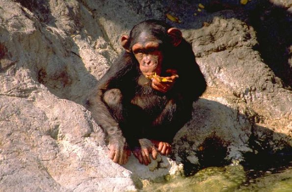 Animals 4168