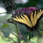 Animals 4170
