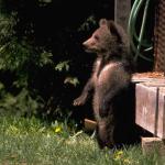Animals 4174