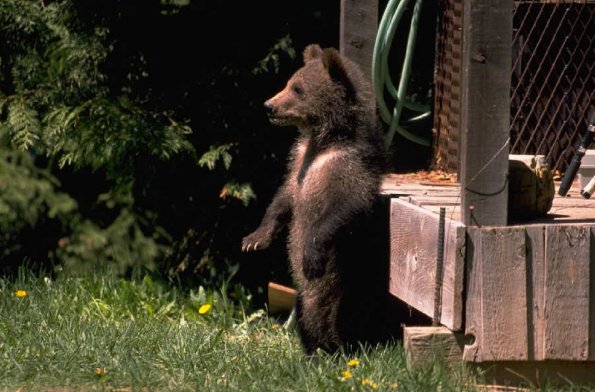 Animals 4174
