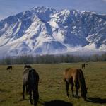 Animals 4211
