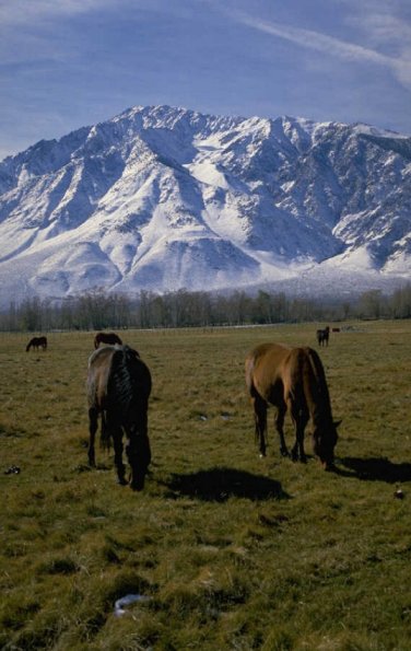 Animals 4211
