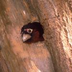 Animals 4232