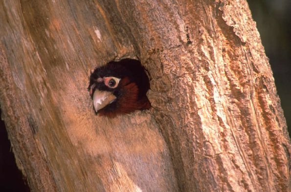 Animals 4232