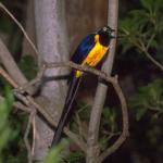 Animals 4251