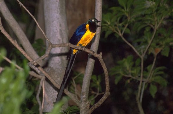 Animals 4251