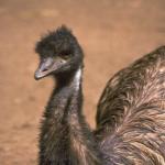 Animals 4260