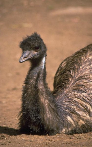 Animals 4260