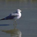 Animals 4263