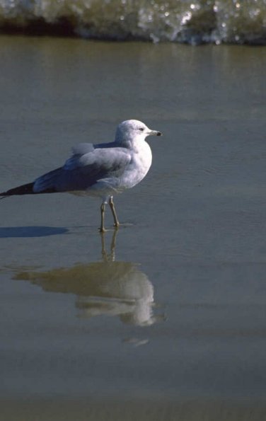 Animals 4263
