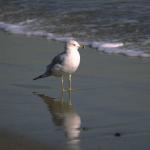Animals 4264