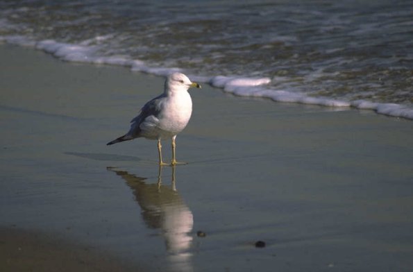 Animals 4264