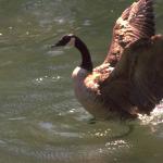 Animals 4267