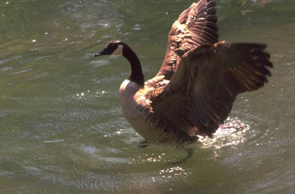 Animals 4267