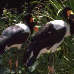 Animals 4268