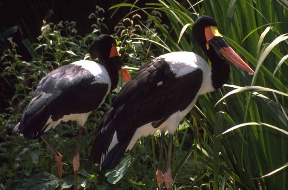 Animals 4268