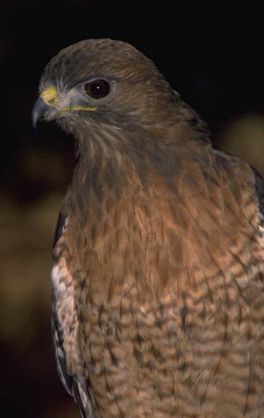 Animals 4269