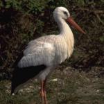 Animals 4271