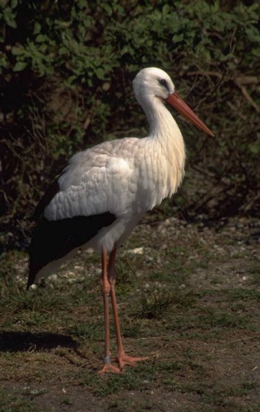 Animals 4271
