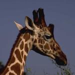 Animals 4326
