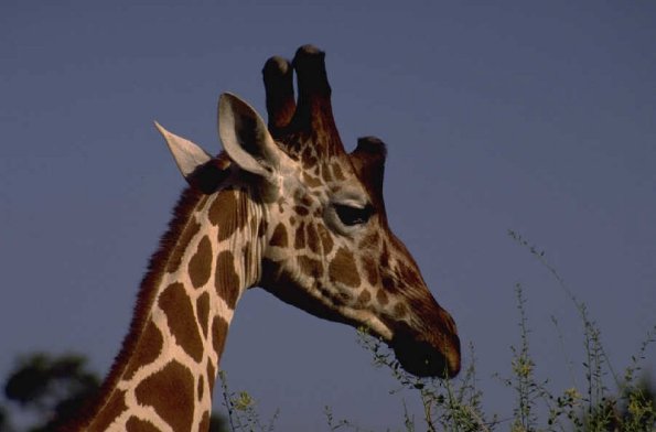 Animals 4326