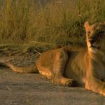 Animals 4331