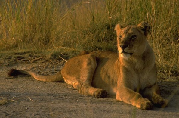 Animals 4331