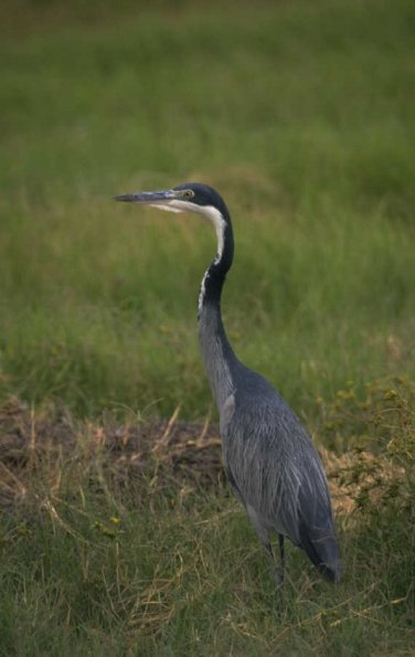 Animals 4332