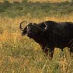 Animals 4336