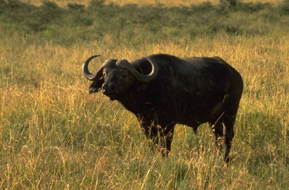 Animals 4336