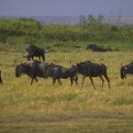 Animals 4344