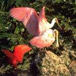 Animals 4401