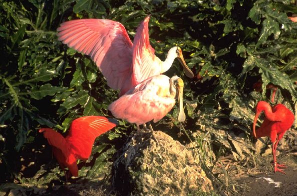 Animals 4401