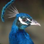 Animals 4405