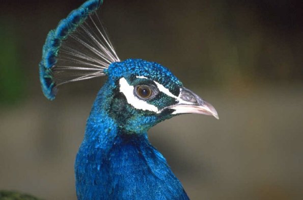 Animals 4405