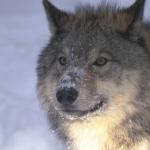Animals 4410