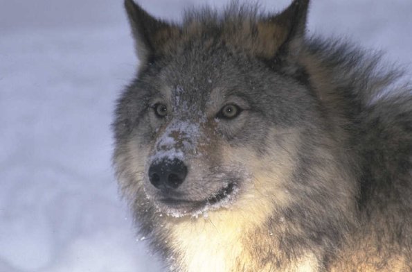 Animals 4410