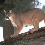 Animals 4414