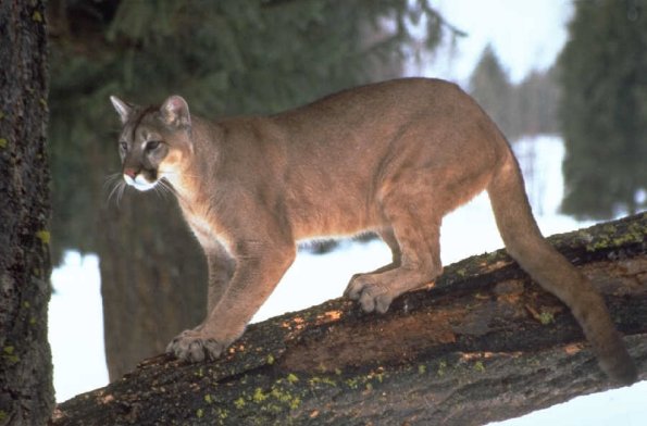 Animals 4414