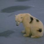 Animals 4416