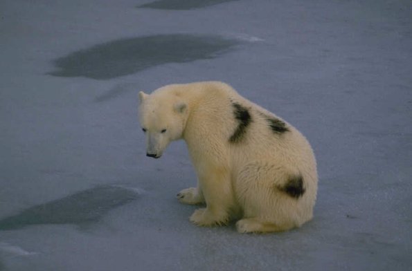 Animals 4416
