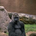 Animals 4428