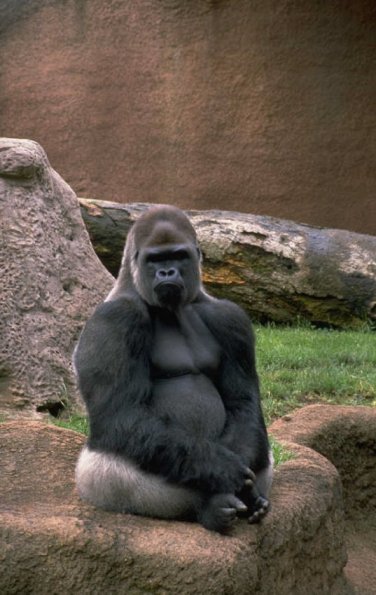 Animals 4428
