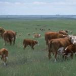 Animals 4479