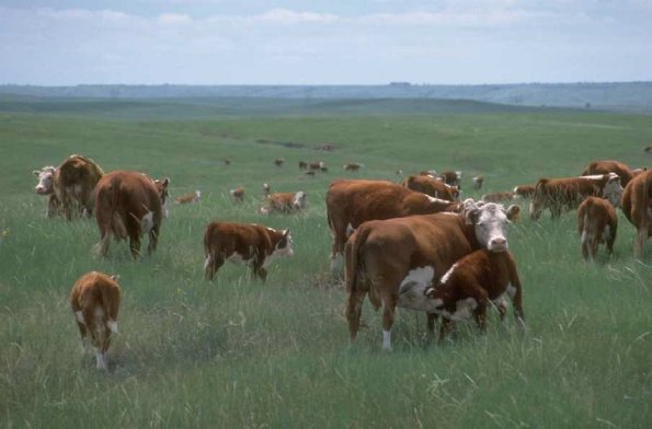Animals 4479