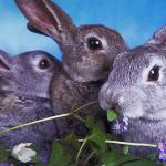 Animals Closeup 0015