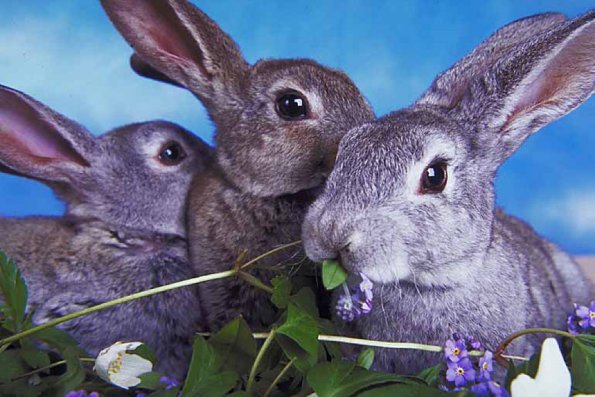 Animals Closeup 0015