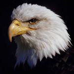 Animals Closeup 0018