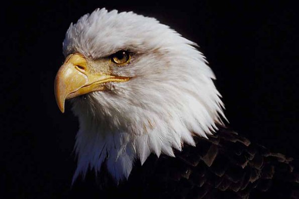 Animals Closeup 0018