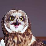Animals Closeup 0020